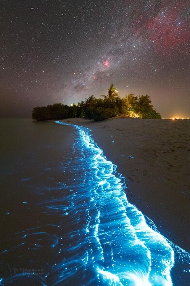 A shoreline glowing with blue bioluminescent plankton is shown, with a stand of trees in the distance. Above all is a starry sky which includes red nebulae and the central band of our Milky Way Galaxy.