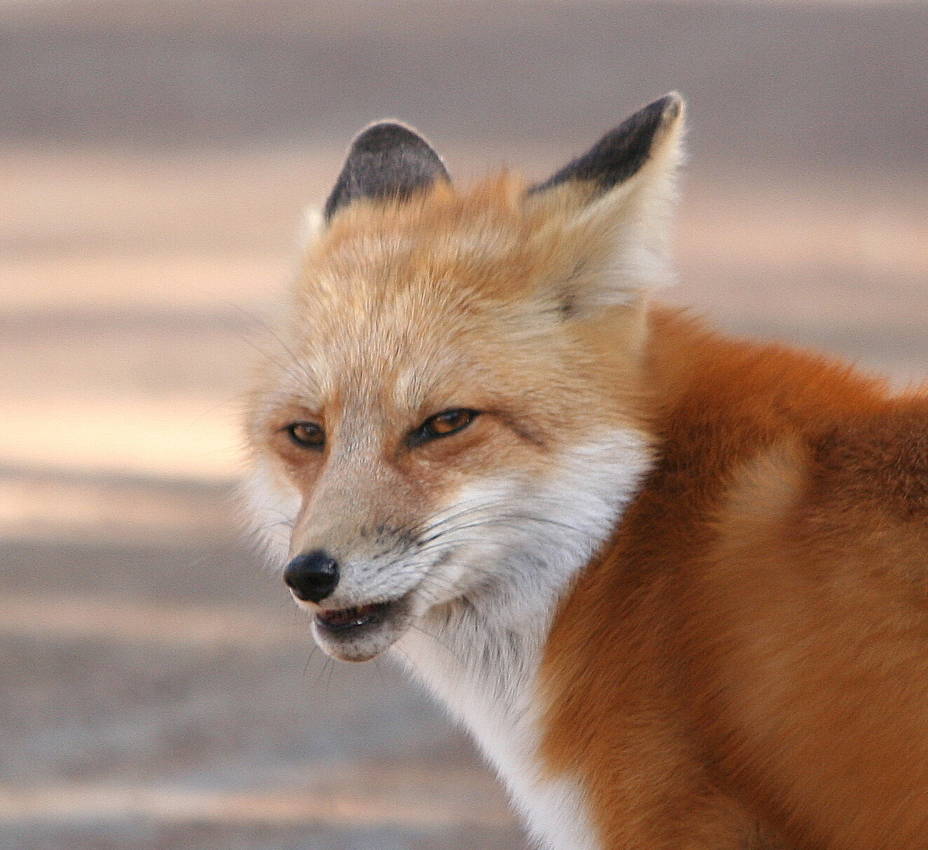 #ВКОНТАКТЕ 16 лиса. Who fox